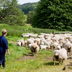 female in overalls with herd of sheep in a field