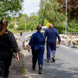 people herding sheep along a road