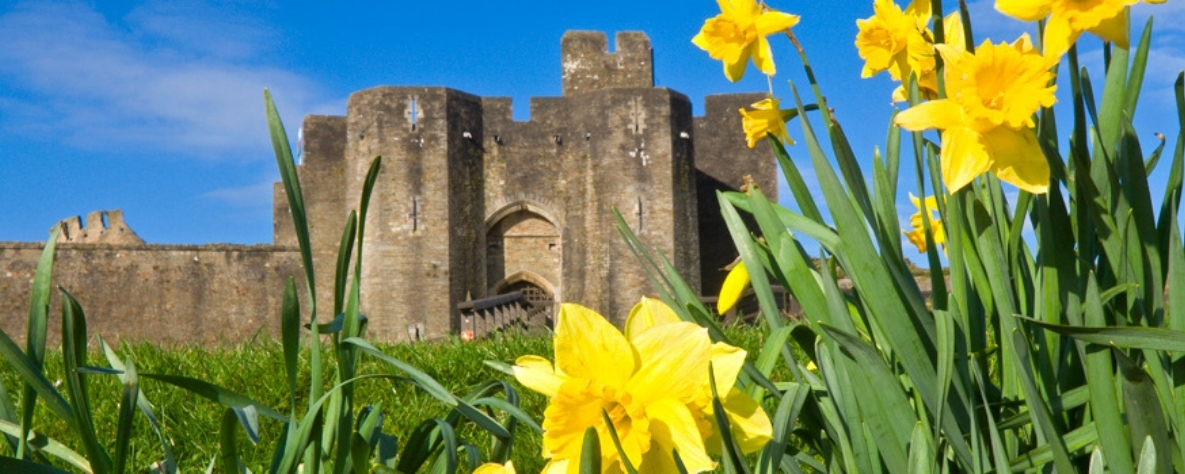 Daffodils and Welsh castle