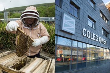 Honeybees at Blaenau Gwent Learning Zone in Ebbw Vale