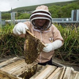 Honeybees at Blaenau Gwent Learning Zone in Ebbw Vale