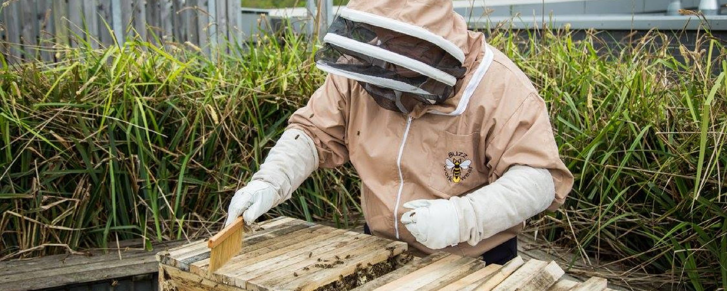 Honeybees at Blaenau Gwent Learning Zone in Ebbw Vale