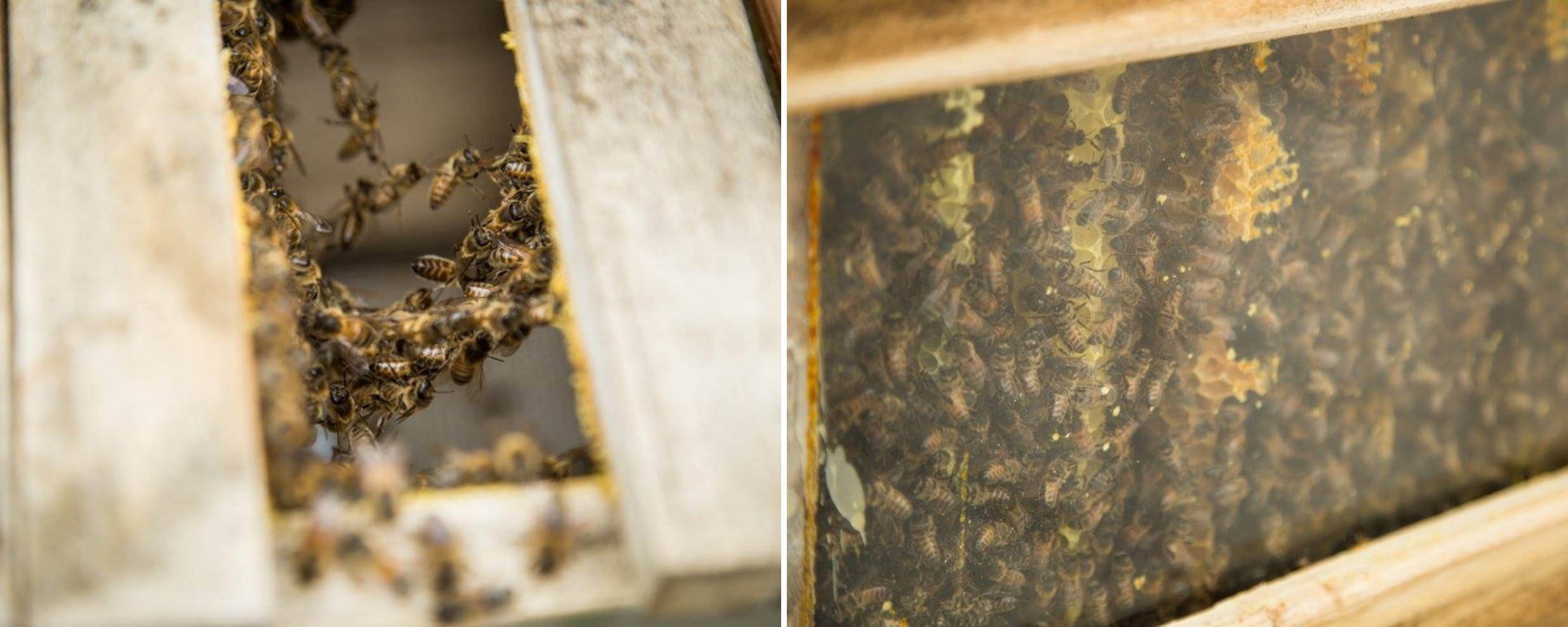 Honeybees at Blaenau Gwent Learning Zone in Ebbw Vale