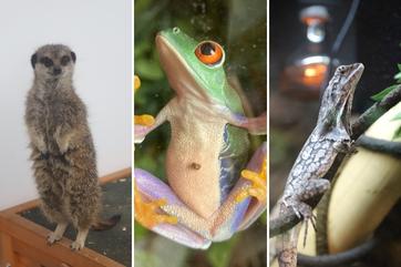 From meerkats to hedgehogs to skunks - meet our newest residents