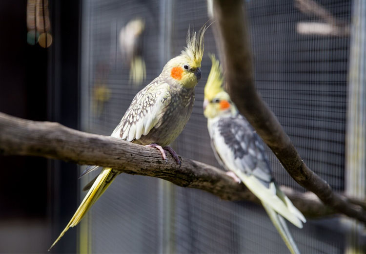 Cockatiels