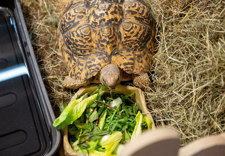 Tortoise feeding