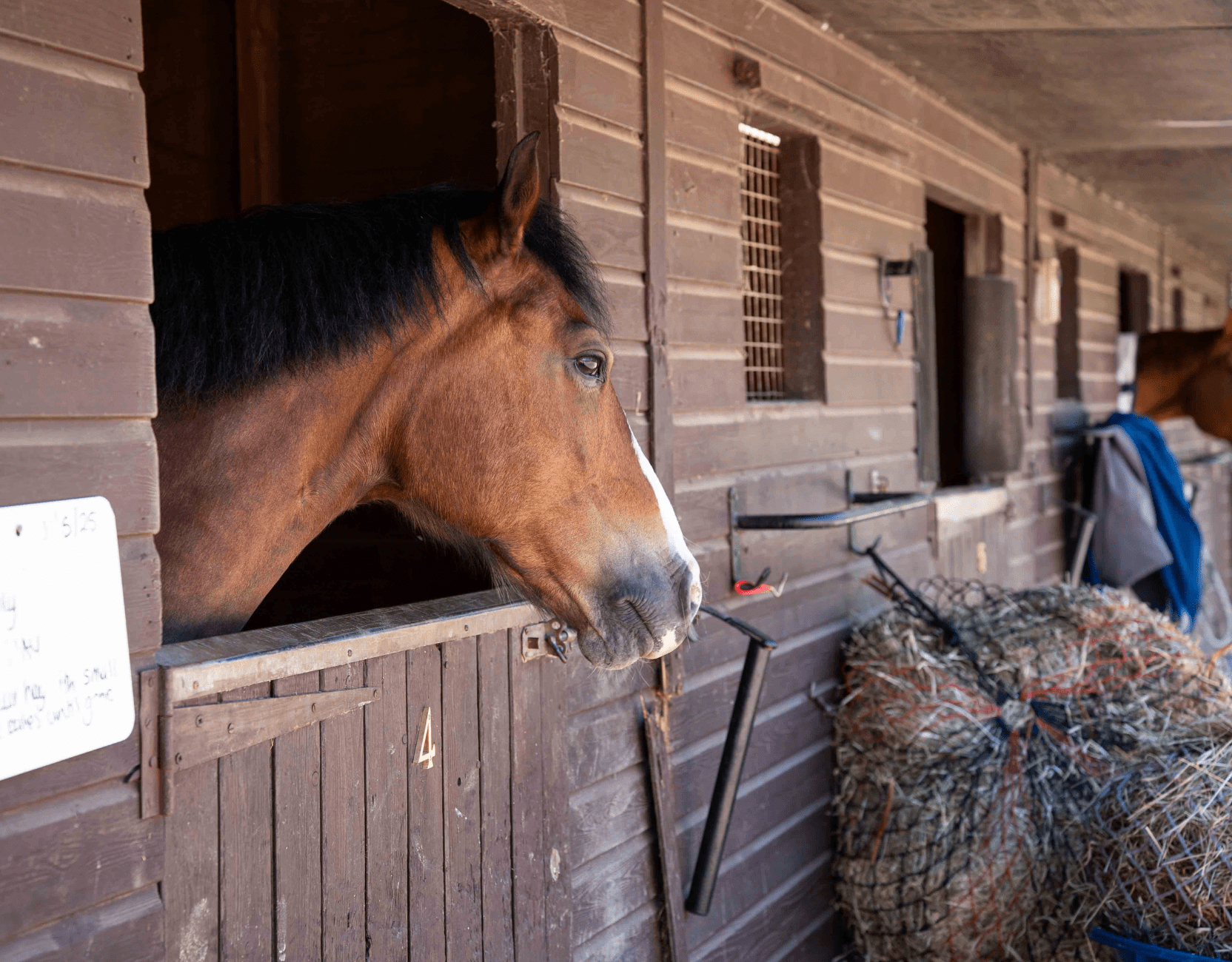 Horse in stable