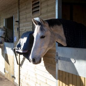 Horses in stables at Usk