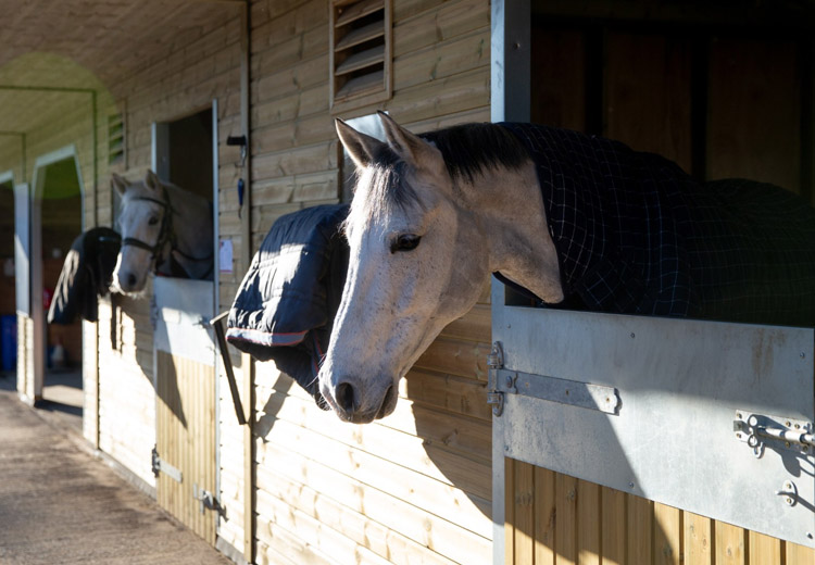 Horses in stables at Usk