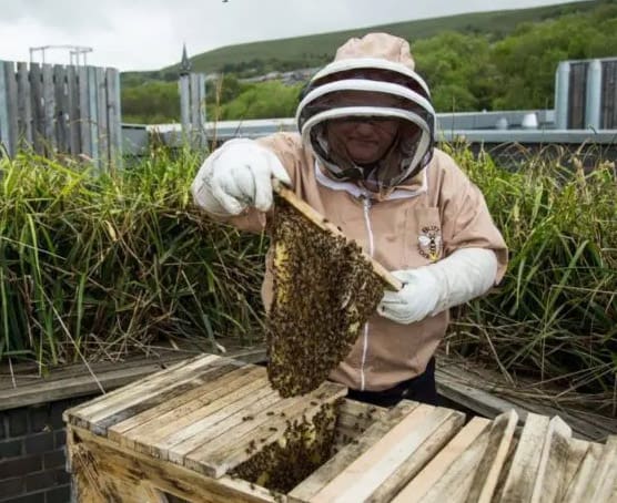 Bee keeper opening hive at BGLZ