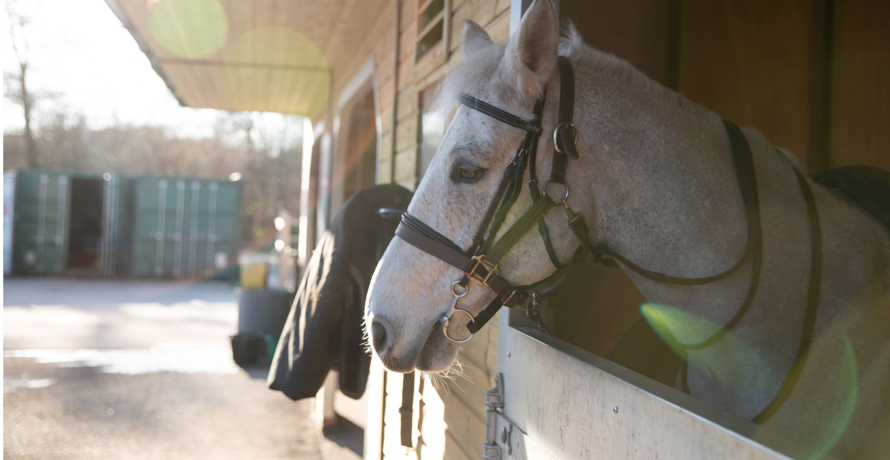 White horse in a stable
